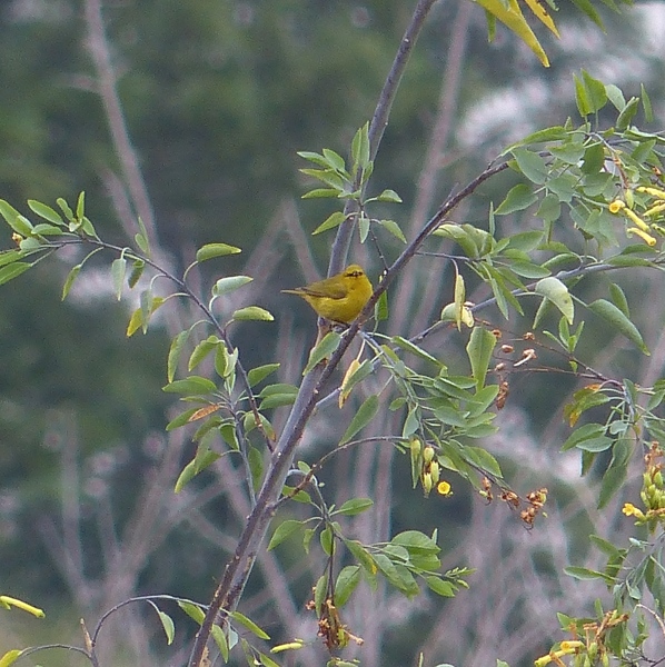 'Amakihi